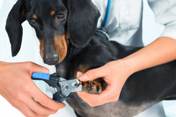 Pet nail clipping